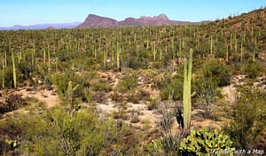 Read more about the article How to Best Visit Saguaro National Park